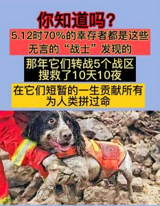 狗救人的真实故事_广西狗子勇救落水童，成家中新宠，获网友点赞