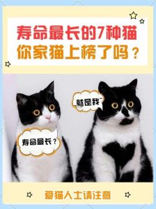 最长寿的猫咪_母猫比公猫长寿，伯曼猫最长寿