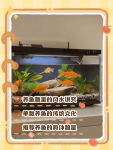 养小鱼放在家什么位置_养鱼招财，带来宁静与平衡