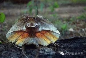 伞蜥多少钱一只_伞蜥宠物，温顺好养，120-200元买只回家！