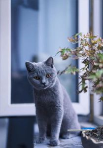 家里总得有一只蓝猫_温馨家庭好伙伴，新手养猫优选