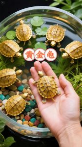 初学者适合养什么龟_新手养龟选巴西草龟易养，避开迷你缸等误区