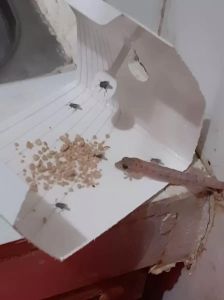 睡觉的床下面盆里有只壁虎_半夜床下壁虎吓人？拍打驱赶别怕