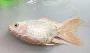 招财鱼死了可以扔掉吗_招财鱼死？财运环境出问题？