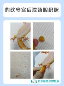 壁虎藏床下了怎么弄出来_鸡蛋壳吓跑壁虎，樟脑蒜瓣也能驱赶
