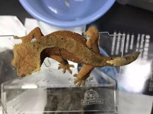 不用灯的爬宠_简单好养，办公室爬宠新选择