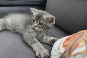 蓝猫能听懂主人说话吗_蓝猫几个月能懂话？