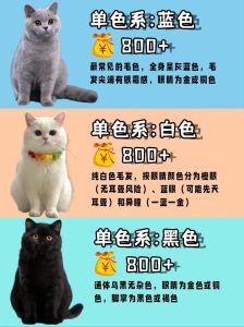 英短十五种品种及图片_温顺伴侣，家庭好选