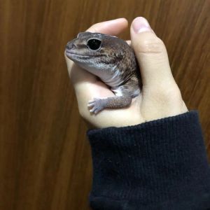 能适应低温的爬宠_陆龟抗寒室内蜥蜴好养易管理