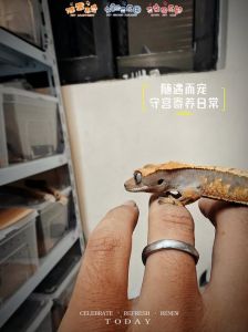爬宠寄养太贵怎么办_春节宠物寄养难，价格涨但仍有需求