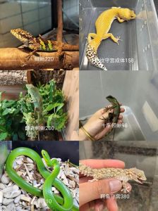 爬宠有感情吗_外表奇特，情感丰富，放松身心