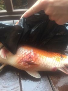 家里有脏东西鱼会死吗_脏水害鱼命，养鱼水质要干净！