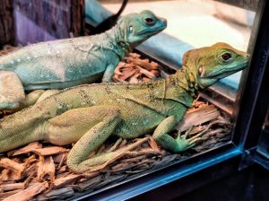 常见小蜥蜴图片_石龙子草蜥丽纹龙蜥等