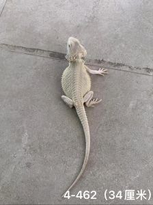 鬃狮蜥粪便臭吗_鬃狮蜥粪便气味及安全饲养注意事项