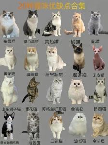 各种猫的品种_选对猫咪品种，养猫更幸福！