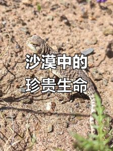 养沙蜥蜴犯法吗判几年_严禁私自买卖野生蜥蜴，违法必究！
