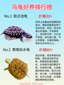 什么龟既好看又好养还便宜_红耳龟草龟地图龟麝香龟，各有特色，养龟有趣，亲近自然