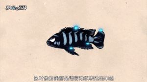 一个蓝斑马害死一缸鱼_蓝斑马鱼好看难养，胆小易生病还打架，新手慎重！