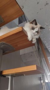 什么五行适合养猫_养猫改运增运，补八字，解压力，特别适合你！