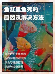 圆鱼缸对鱼很残忍_圆鱼缸对鱼不好，方缸或长缸更适合养鱼