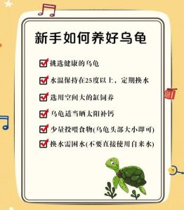 懒人养龟的方法_塑料盒搭窝养乌龟，简单省心超轻松！