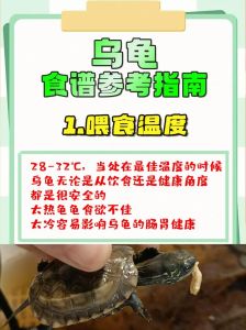 宠物小甲龟吃什么食物好养活_科学喂食助成长