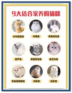 桃源深处有人家能收养几只小猫_《桃源深处》养猫升级攻略，挑战多养，全面指南！