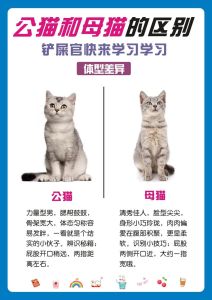 科学养猫小知识_准备猫窝猫砂碗，选对食物防毒食，疫苗体检驱虫，多陪玩梳毛，猫咪快乐成家人！
