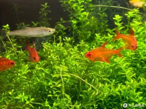 白条鱼在鱼缸里面能养活吗_白条鱼养鱼缸需注意水质温度，新手养前要准备充分