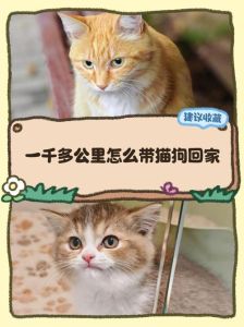长途怎么带猫咪回家_带猫咪回家过年，火车稳汽车便，专业托运省心但贵，快递公司是新兴选择，但需提前沟通