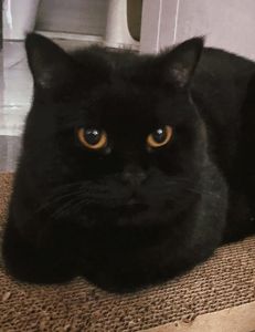 黑猫能看见鬼吗_黑猫真的能通灵？揭秘神秘黑猫的灵异传说与科学解释