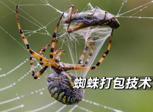 蜘蛛为啥会把自己裹起来_蜘蛛织网捕虫超厉害，脚底有防粘蜡，不伤人，是益虫