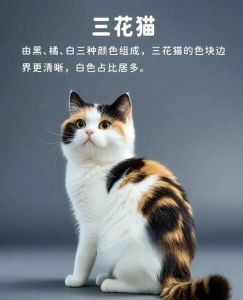 三花猫大多数都是母猫吗_母猫易三花公猫难？遗传小知识！