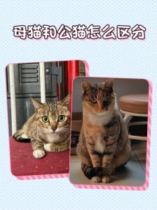 母猫会比公猫安静吗_公猫粘人省钱，母猫文静省心，选哪个好？