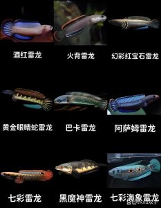 互动性好的小型雷龙鱼排行_蛇头鱼(雷龙鱼)鲜艳好养互动强，可训可互动，需注意防跳缸