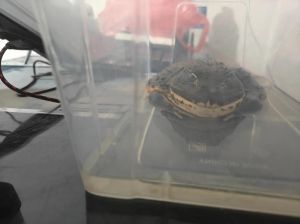 牛蛙为什么不能当宠物_牛蛙泛滥或致环境遭殃，食用需谨慎！