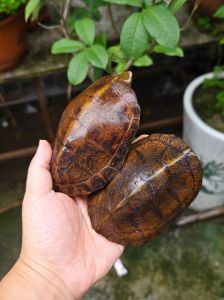 斑点龟属于哪一种龟_中等大小斑点龟，半水栖，喜树林边水边，主食植物，白天活跃，对环境要求高