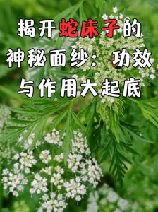 蛇床的味道会引来蛇吗_除臭保健康