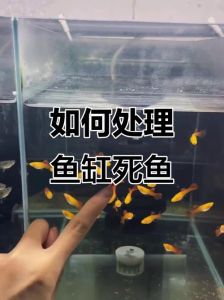 圆鱼缸养鱼为什么会死_养鱼别只看圆缸好看，水质环境更重要！
