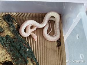 蛇适合做宠物吗_养蛇当宠物？选温顺品种，设备喂食都得行，想清楚再养！