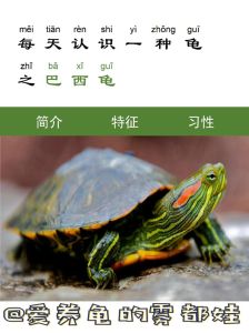巴西龟镇宅还是招灵_巴西龟旺家风水，旺财转运？看情况！