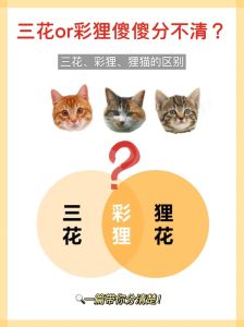 狸花猫好还是三花猫好_三花随机蝴蝶结，狸花橙底条纹，选只猫当伴侣挺开心！