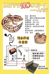 守宫爬宠的饲养注意事项_新手养守宫，选豹纹最皮实，人工繁殖更健康，小贴士助你成功！