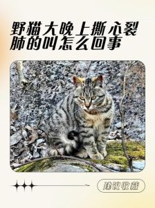 冬天公猫为什么一直叫_冬天公猫老叫？快查查是不是发情期或生病了！