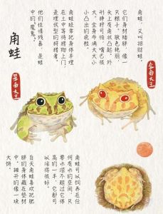 角蛙品种介绍大全_亚马逊角蛙贵又好养，适合静态宠物爱好者