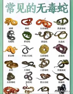 从小养蛇蛇会咬人吗_养宠物蛇会被咬吗？看品种和性格，多数很温和，注意喂食防咬伤
