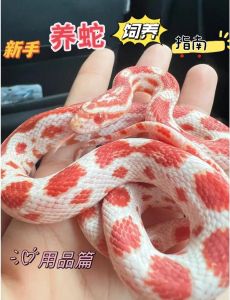 第一次养蛇该养什么蛇_黑王蛇球蟒玉米蛇奶蛇