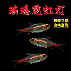 红灯管是下层鱼_亚马孙小精灵，透明带彩，新手养鱼好选择