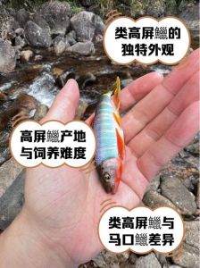 高圆鱼缸最忌三种鱼_摆放有讲究，养鱼要注意