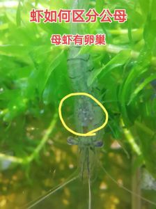 观赏虾为什么养不活_水温水质，别喂太勤